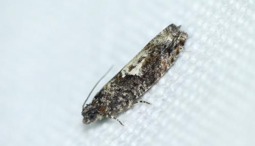 Réf. 253 235 : Epinotia immundana